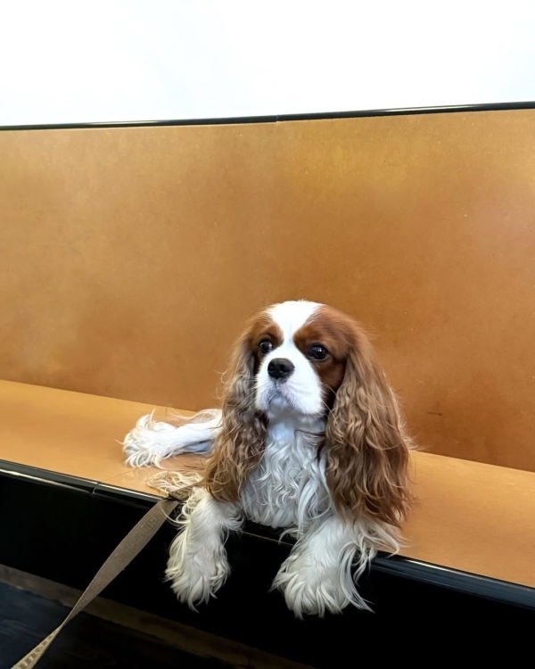 Dog-friendly Москва: 10 ресторанов где вашему питомцу